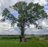 Resting in the field near a nice tree