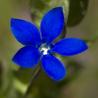 Beautiful blue flowers growing in the mountain fields