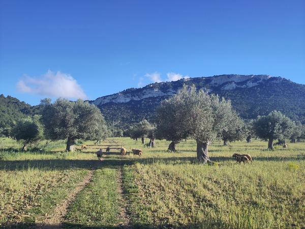 Some sheep on the Valldemossa plain