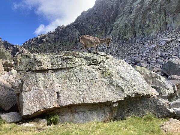 The ibex came to greet us in the morning