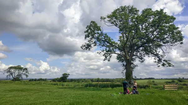 Resting in the field near a nice tree