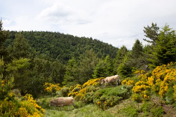 Some cows close to Loubaresse