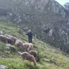 Sheep herder on the border between Albania and Montenegro